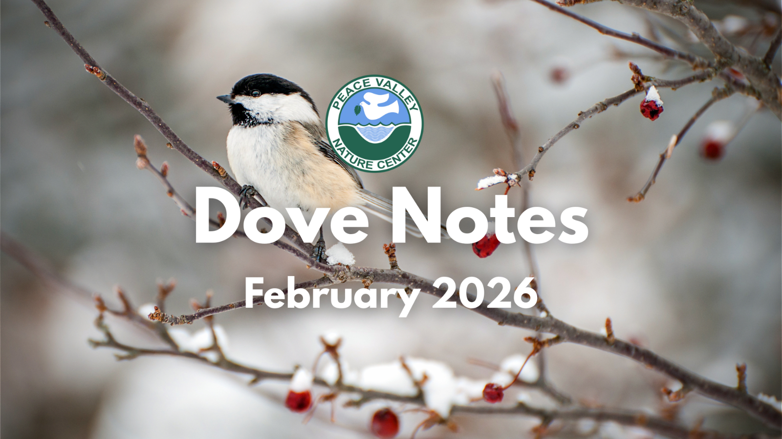 2026%20Feb%20Dove%20Notes.png