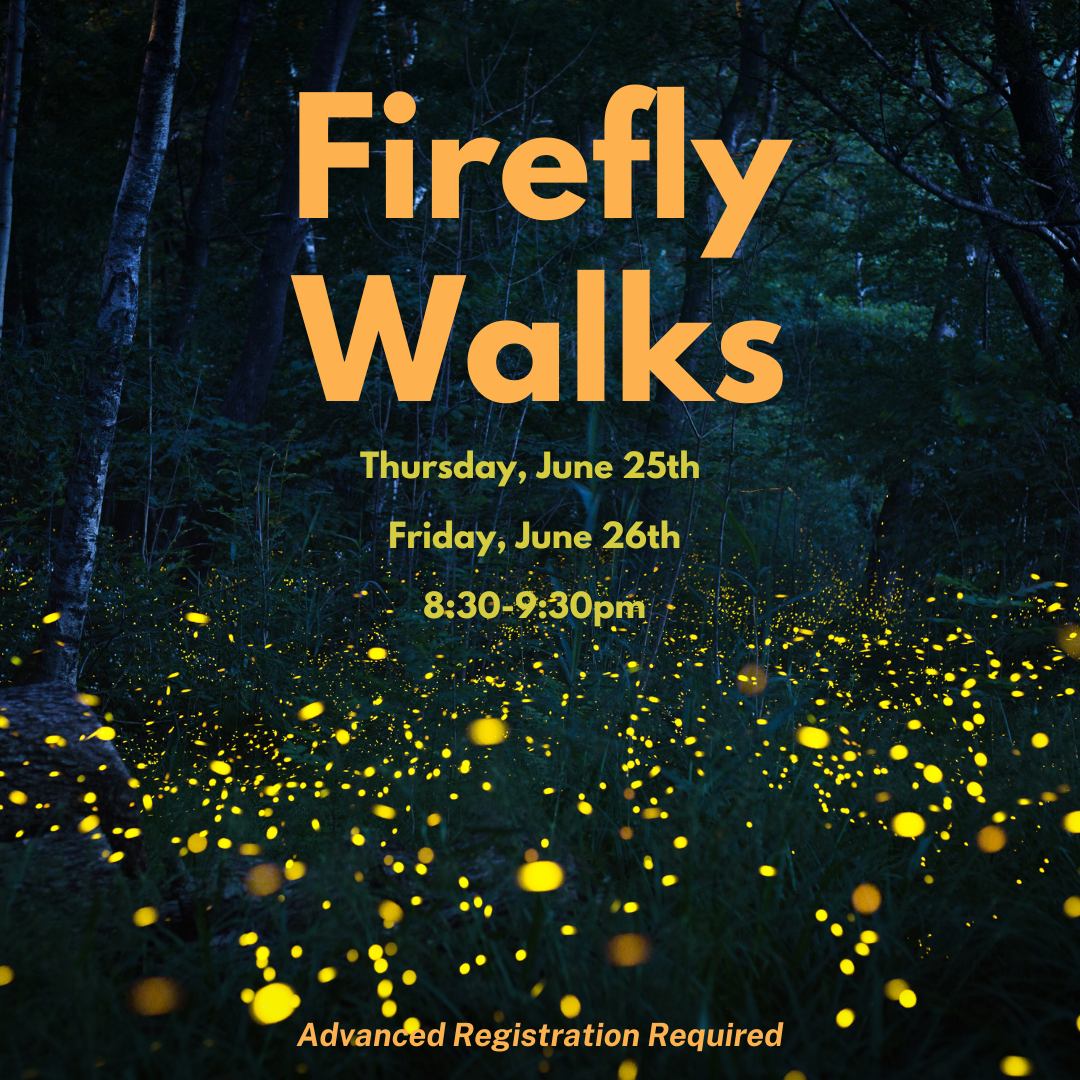 2026%20Firefly%20Walks.png