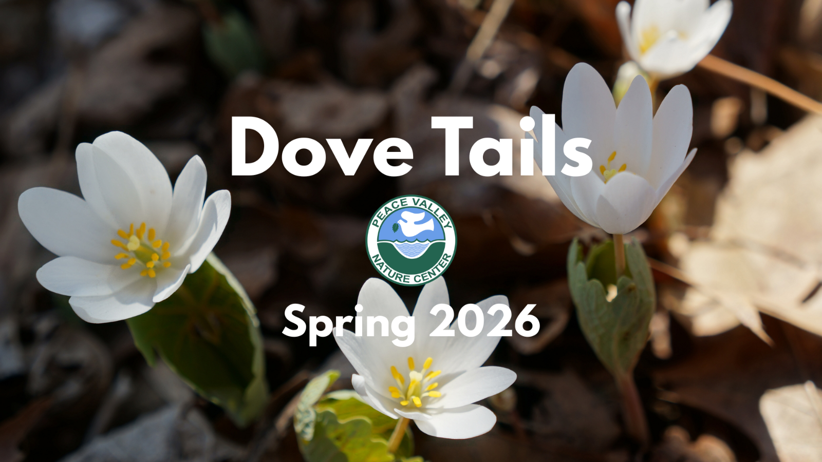 2026%20Spring%20Dove%20Tails%20Cover.png
