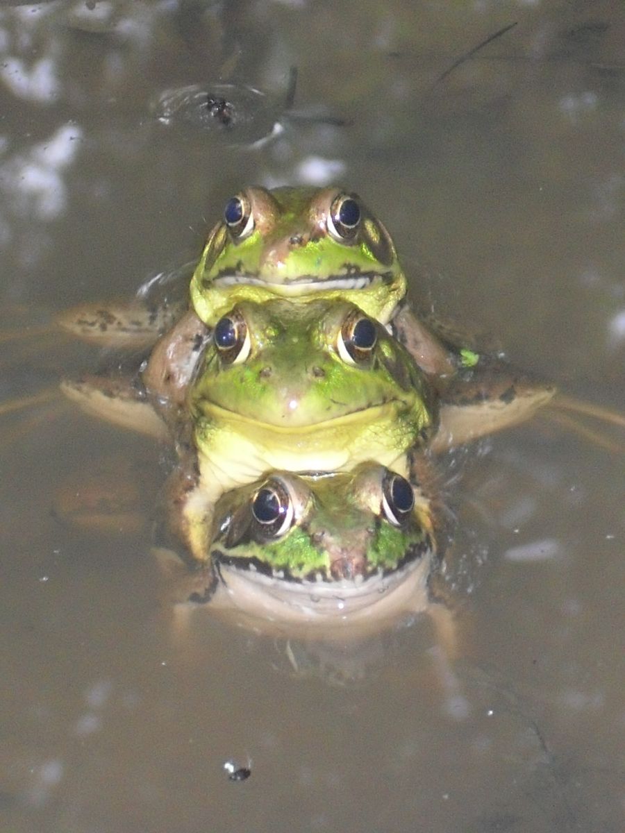 3_frogs_front_view_great.JPG
