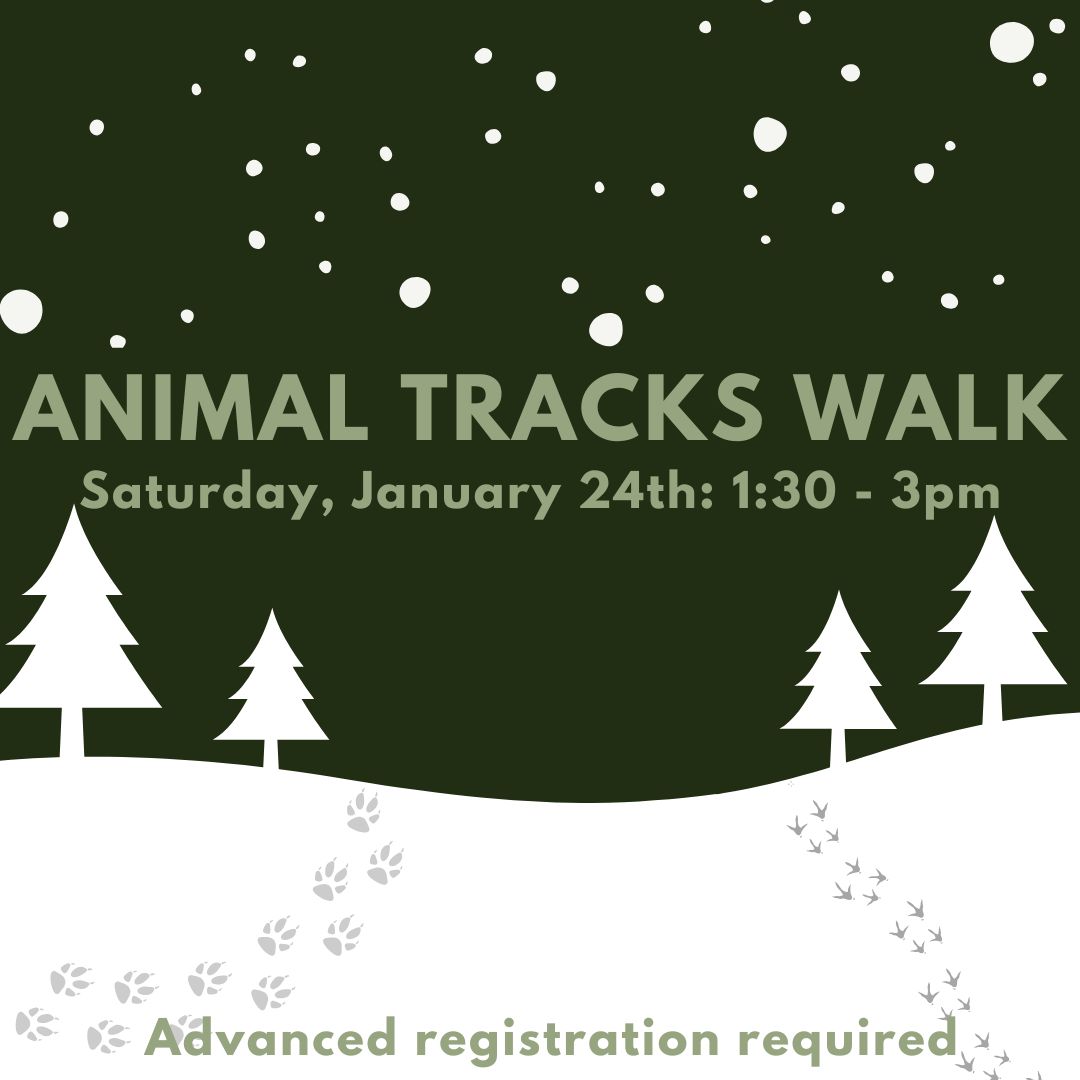 Animal%20Tracks.jpg