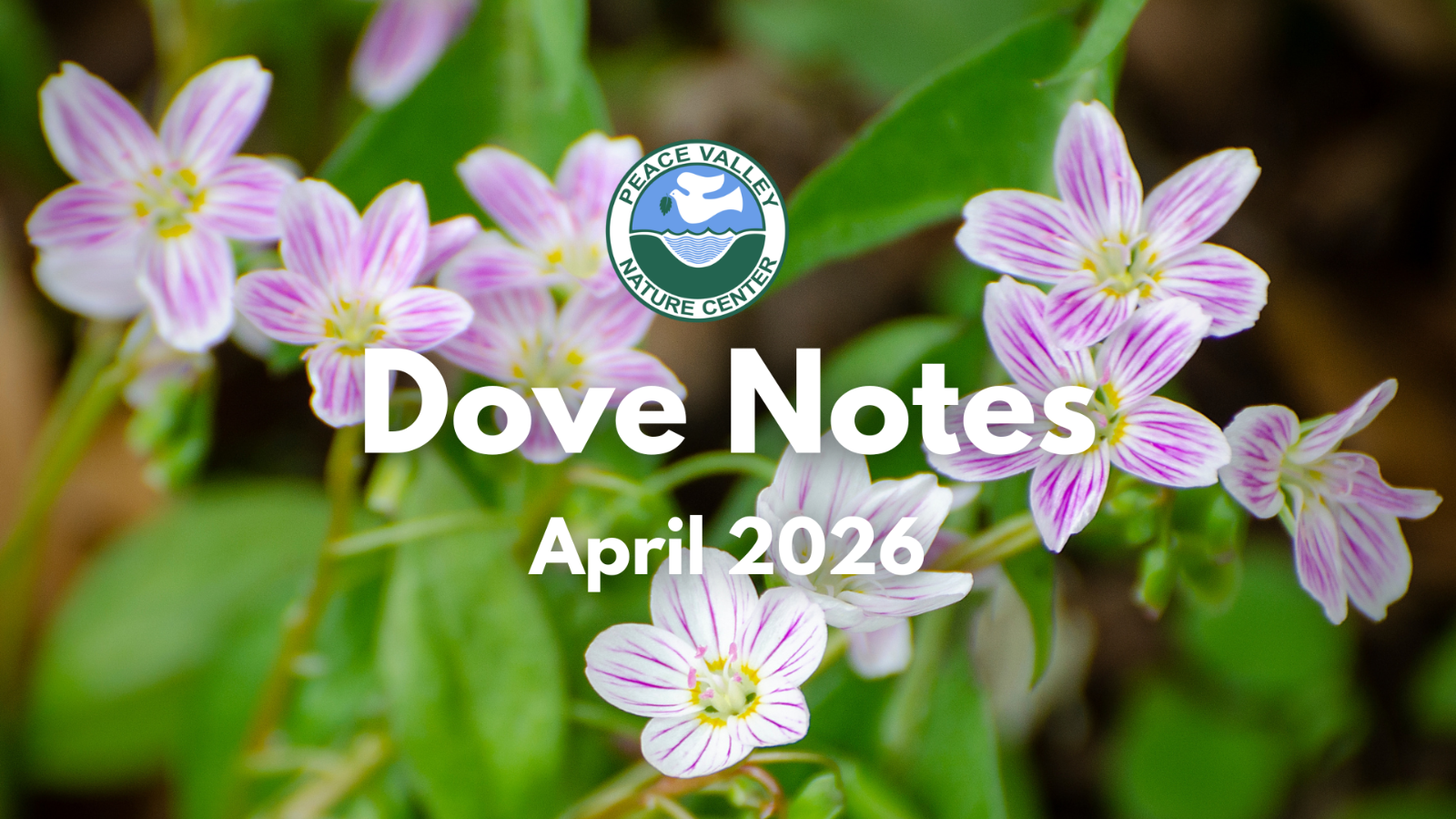 April%202026%20Dove%20Notes.png