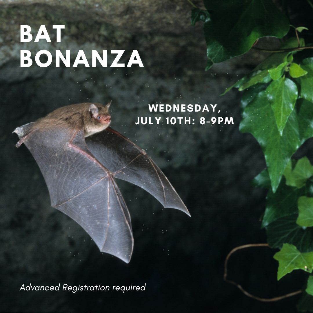 Bat%20bonanza.jpg