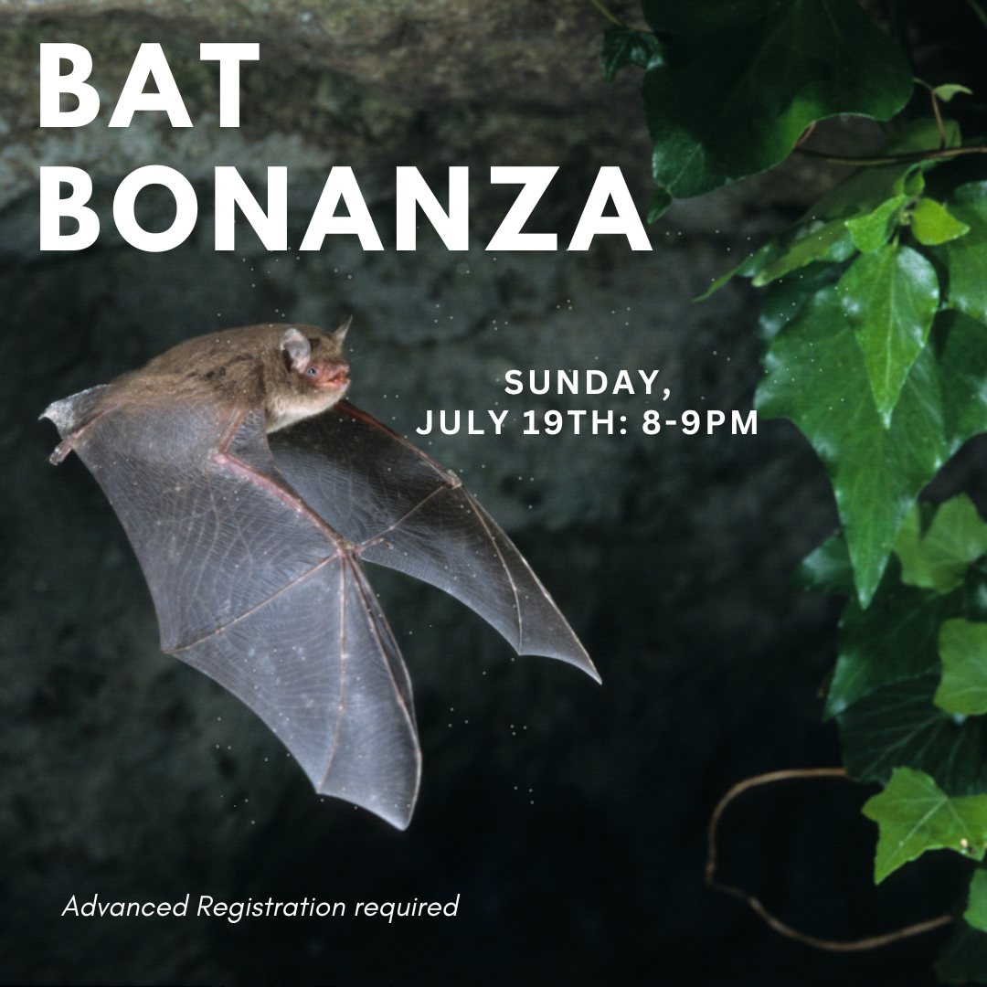 Bats.png