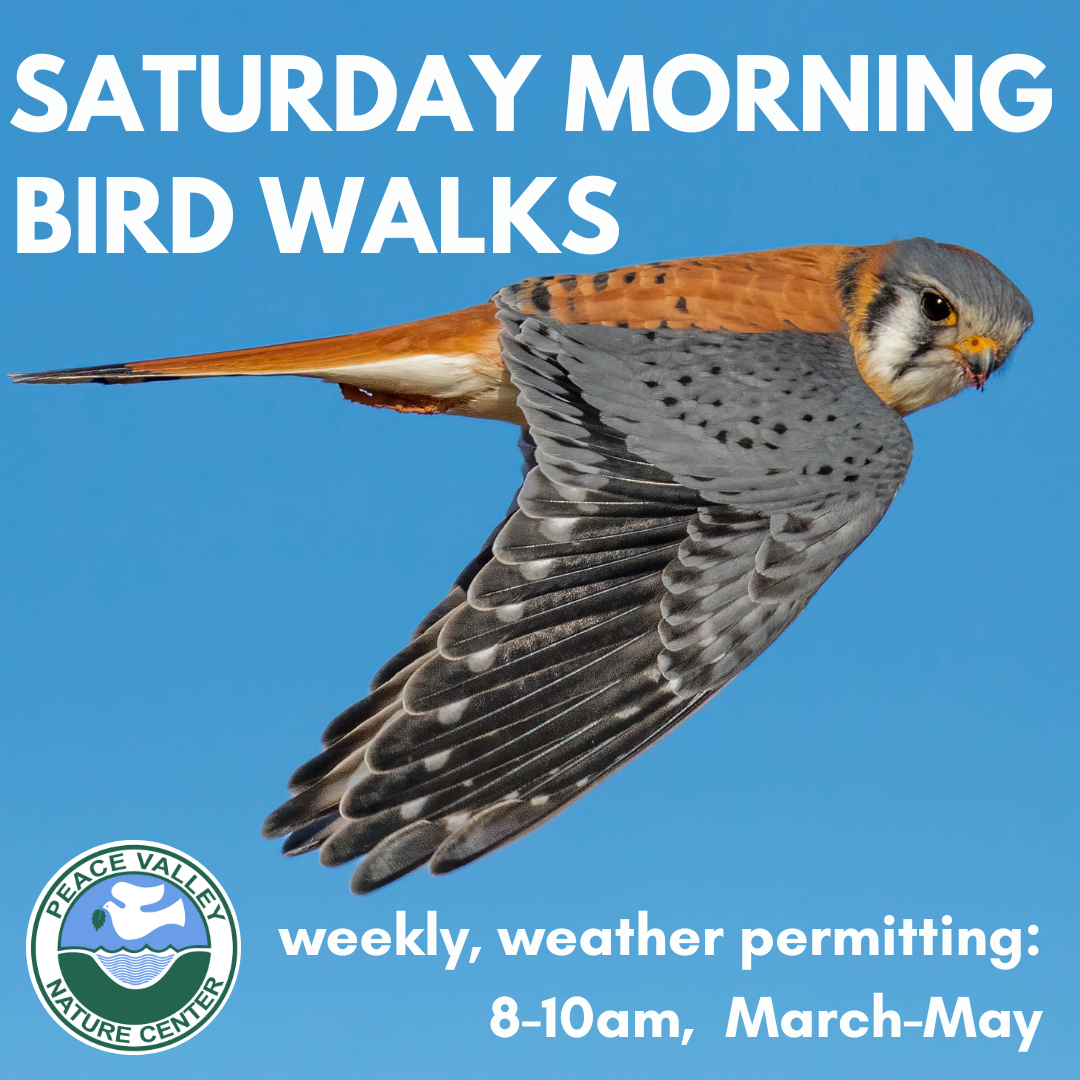 Bird%20walks%20spring%202025.png