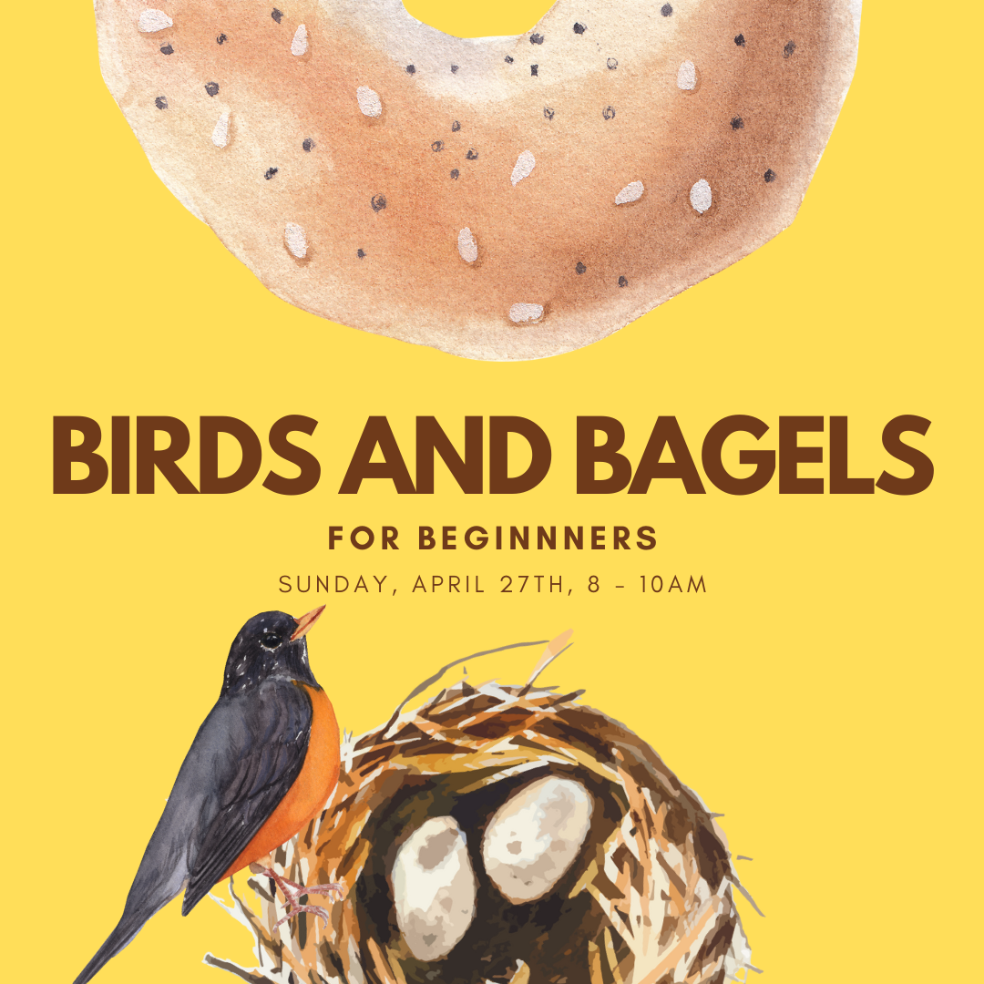 Birds%20and%20Bagels%202025.png