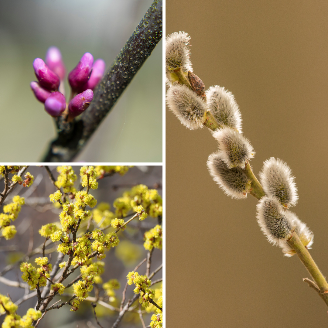 Blog_Tree%20Buds.png
