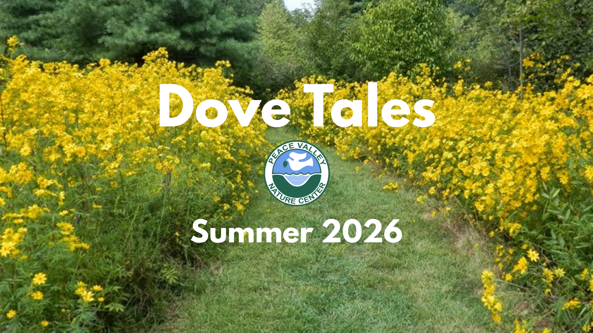 Dove%20Tales%20Summer%202026.png