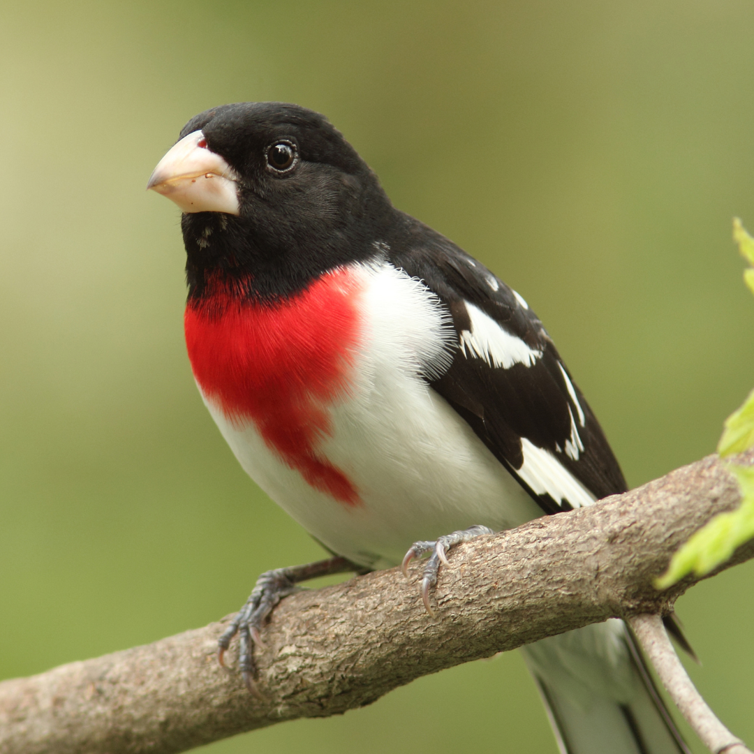 Grosbeak.png