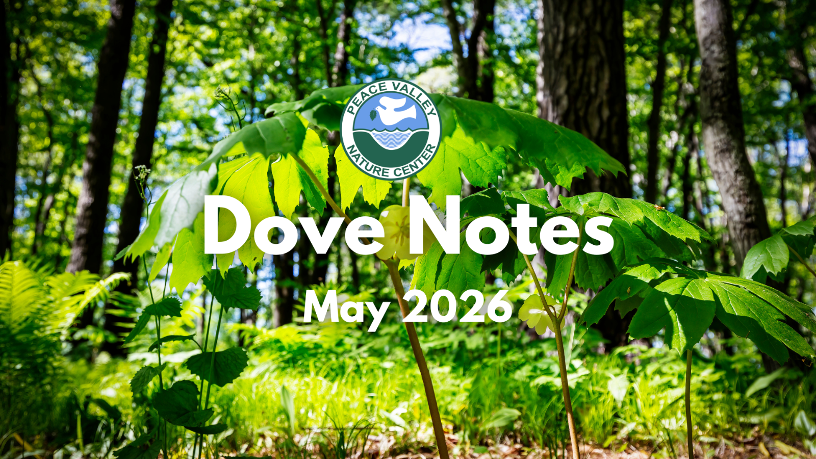 May%20Dove%20Notes.png