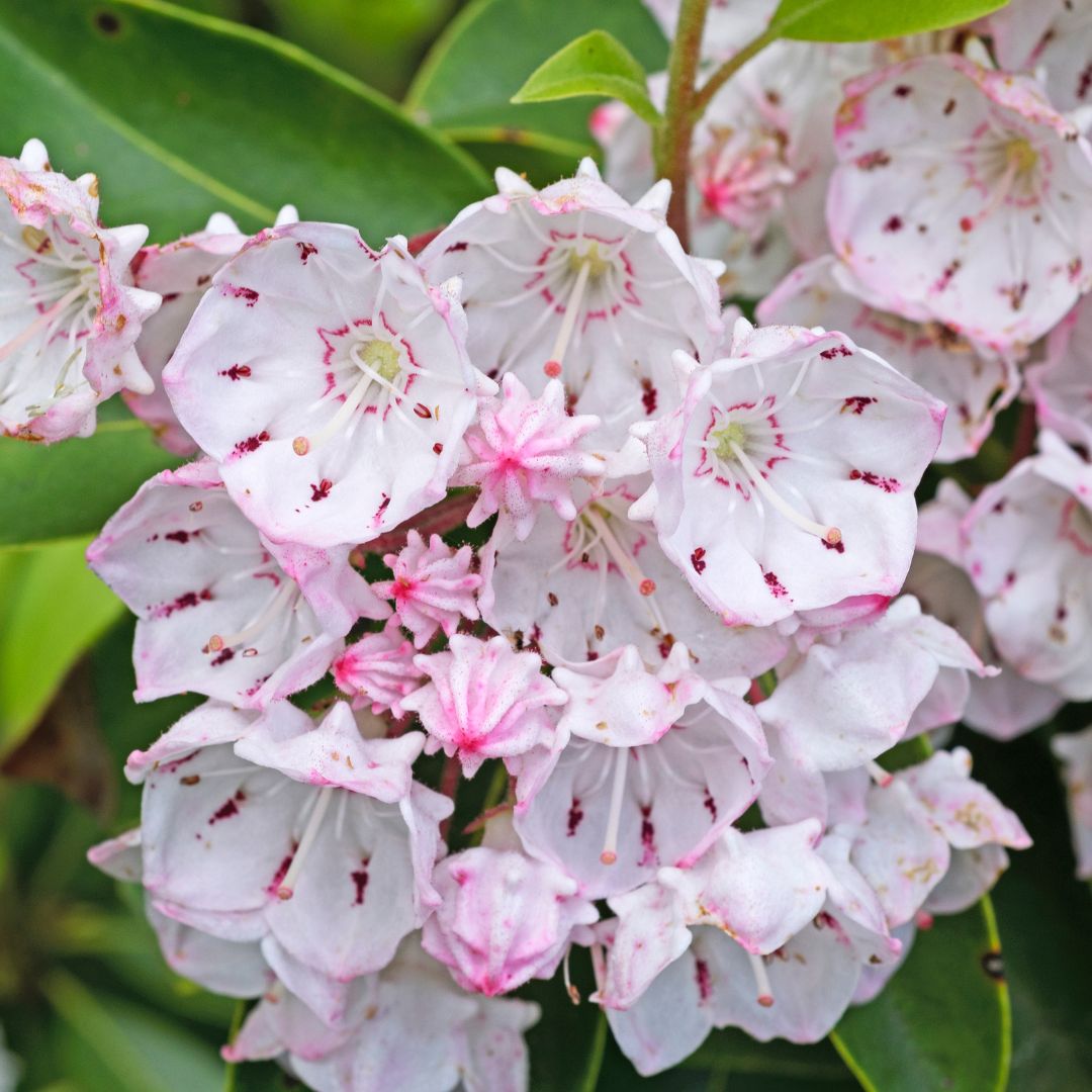 Mountain%20Laurel.jpg