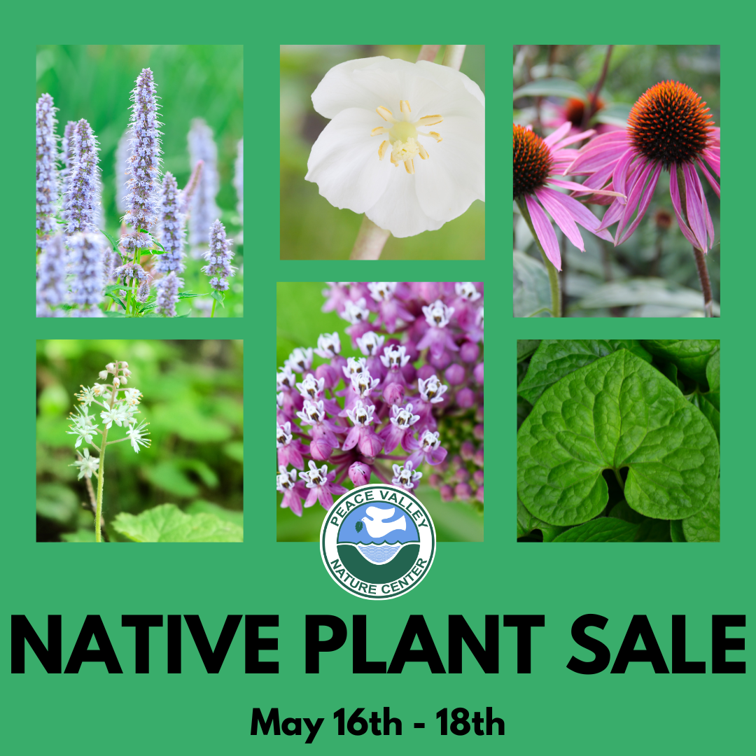 Native%20Plant%20Sale%202025.png