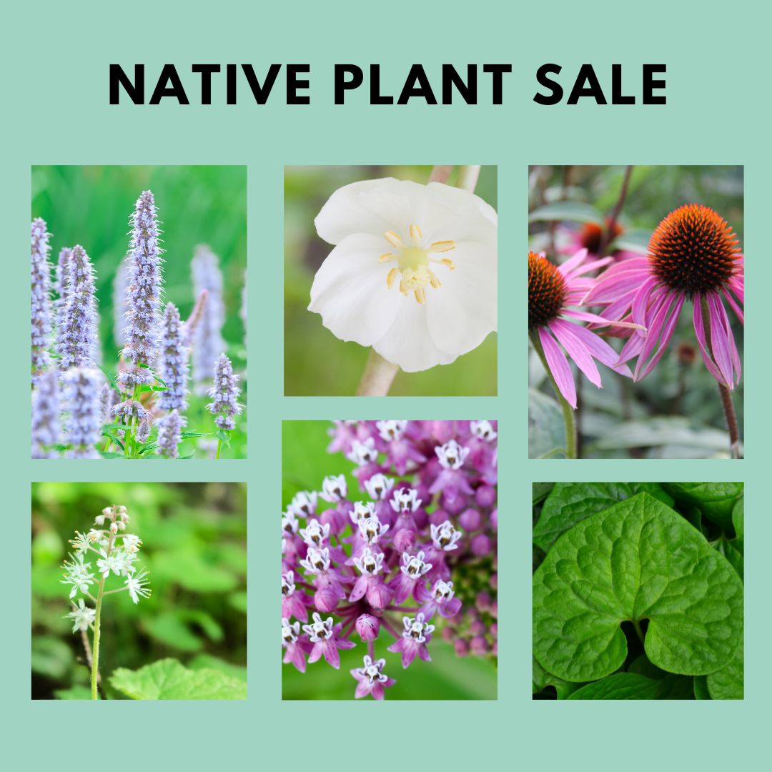 Native%20Plant%20Sale%202026.jpg
