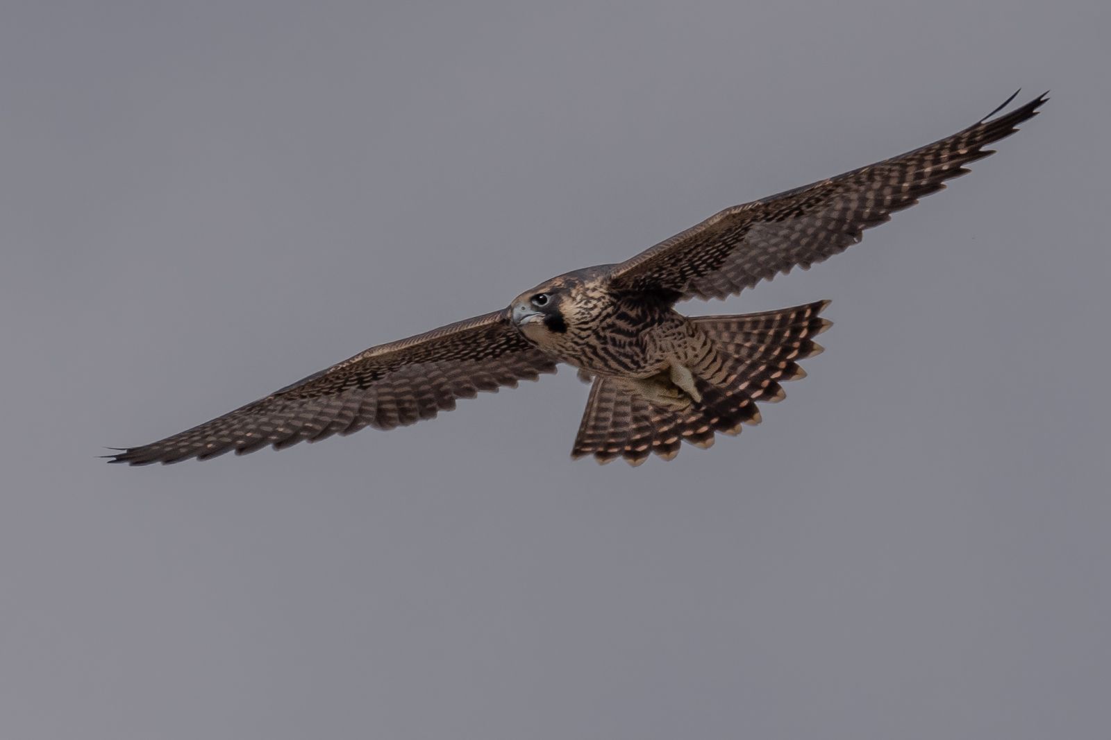 Peregrine Falcon, Photo by Kevin Fox