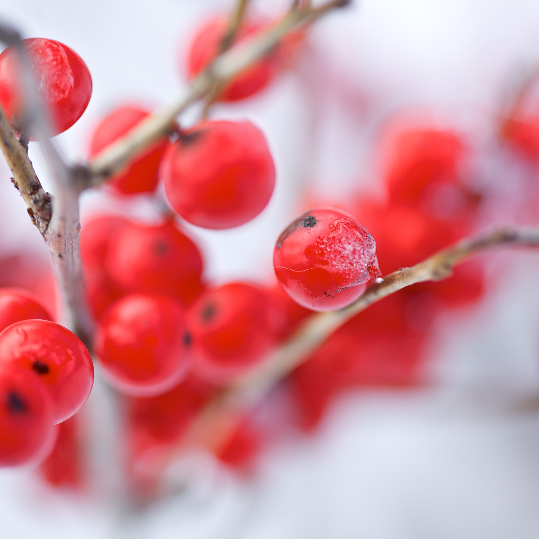 Winterberry.png